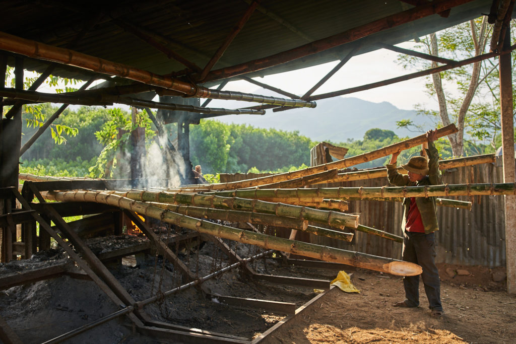 Inside the bamboo grove during the Bamboo Living harvest shoot
