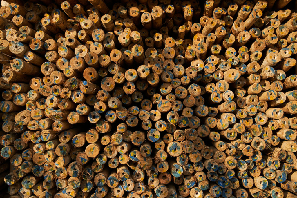 Bamboo harvester at work in central Vietnam