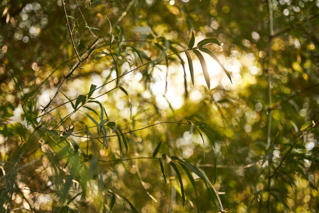 Harvester cutting bamboo in the grove for Bamboo Living